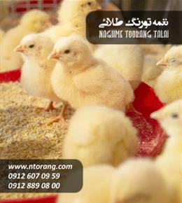 فروش جوجه گوشتی طیور بهاران کرمانشاه 